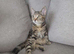kitten for sale