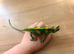 Yemen Chameleon Male at Birmingham Reptiles