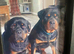 Rottweiler pups