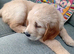 LLanfynydd pups for sale