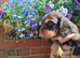 Cocker Spaniel Puppies