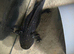 Female axolotl