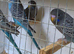 Beautiful Blackface/Blackwings budgies