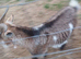 Two pigmy goats for sale