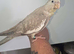 Hand Reared silly tame baby cockatiels with DNA