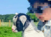 Beautiful pygmy goat kid Nanny for sale