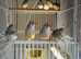 Zebra finches