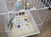 Male and female budgies