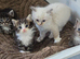 Ragdoll/mainecoon babies
