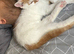 4 months old kitten