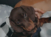 9 month female dachshund