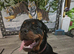 Rottweiler Bitch