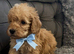 Cockapoo puppies for sale