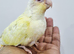 Gorgeous red eye lutino & crimino conure