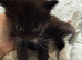 Black and white fluffy male Kitten, ready to leave