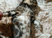 beautiful maine coon x tabby cats kittens