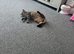Tabby boy cat