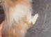 Neverland dwarf cross lionhead