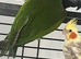 Baby Derbyan parrot for sale