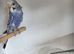 Pair violet helicopter budgies
