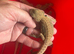 Baby bearded dragons ready