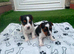 Jack Russell puppies