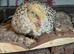 Eggs, Day olds to 4 weeks old