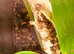 Tri coloured lily white female created gecko