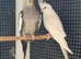 breeding pair