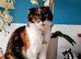 Adult cats castrated chipped