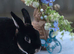 Black otter mini rex Buck looking for new hutch