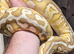 Spotnose lesser pastel het clown male