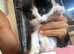 White female kitten- black & white male and female