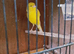 Persian canary for new home