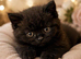 Chocolate & Cinnamon British Shorthair Kittens