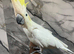 Stunning Male Super Tame Cuddly Cockatoo