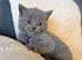 GCCF registered Blue British Shorthair