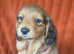 Miniature long haired dachshund