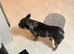Dog for stud
