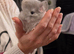 Chinchilla kits 2 female 1 male