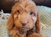 Cockapoo puppies for sale