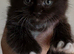 Polydactyl Maine Coon Boysv