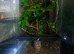 Baby Stick Insects ready to go