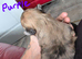 French bulldog tzu 2 girls left ready to go