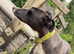 2 year old Lurcher