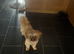 100% proven Shihtzu