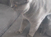 Gorgeous 2 year old male bsh