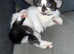 3 beautiful kittens