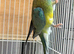 Red Rumped Parakeet Male and Female