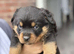 6 chunky pure pedigree Rottweiler puppies